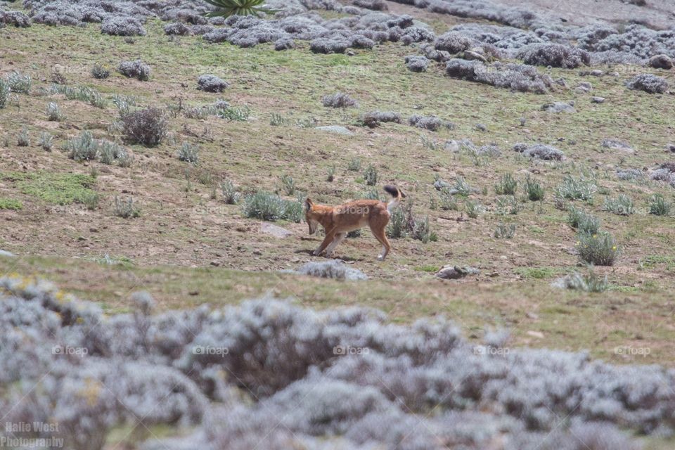 Ethiopian wolf 26