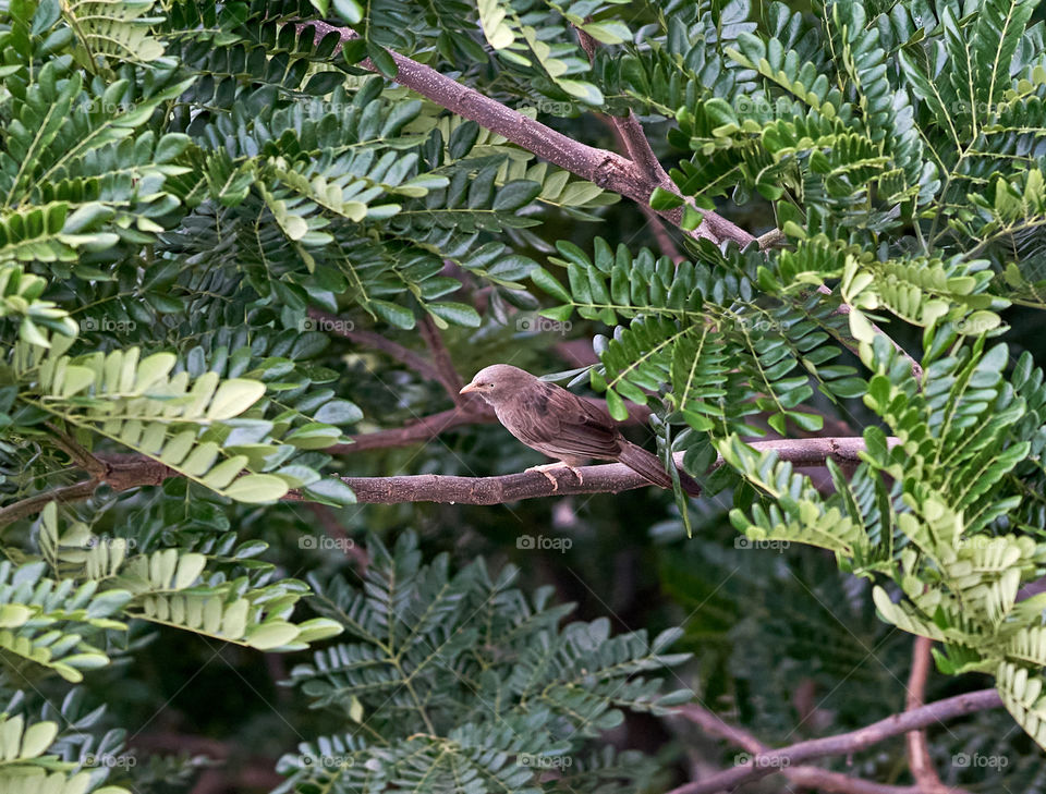 Bird photography - Babbler - Natural Habitat