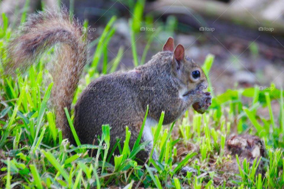 Squirrel eating a nut