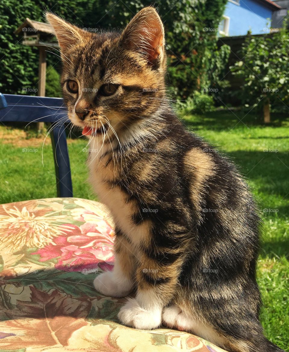 Kitten at back yard