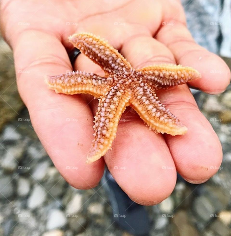 Star of the Show - Treasures from Under the Sea: Bar Harbor Maine, Cadillac Mountain