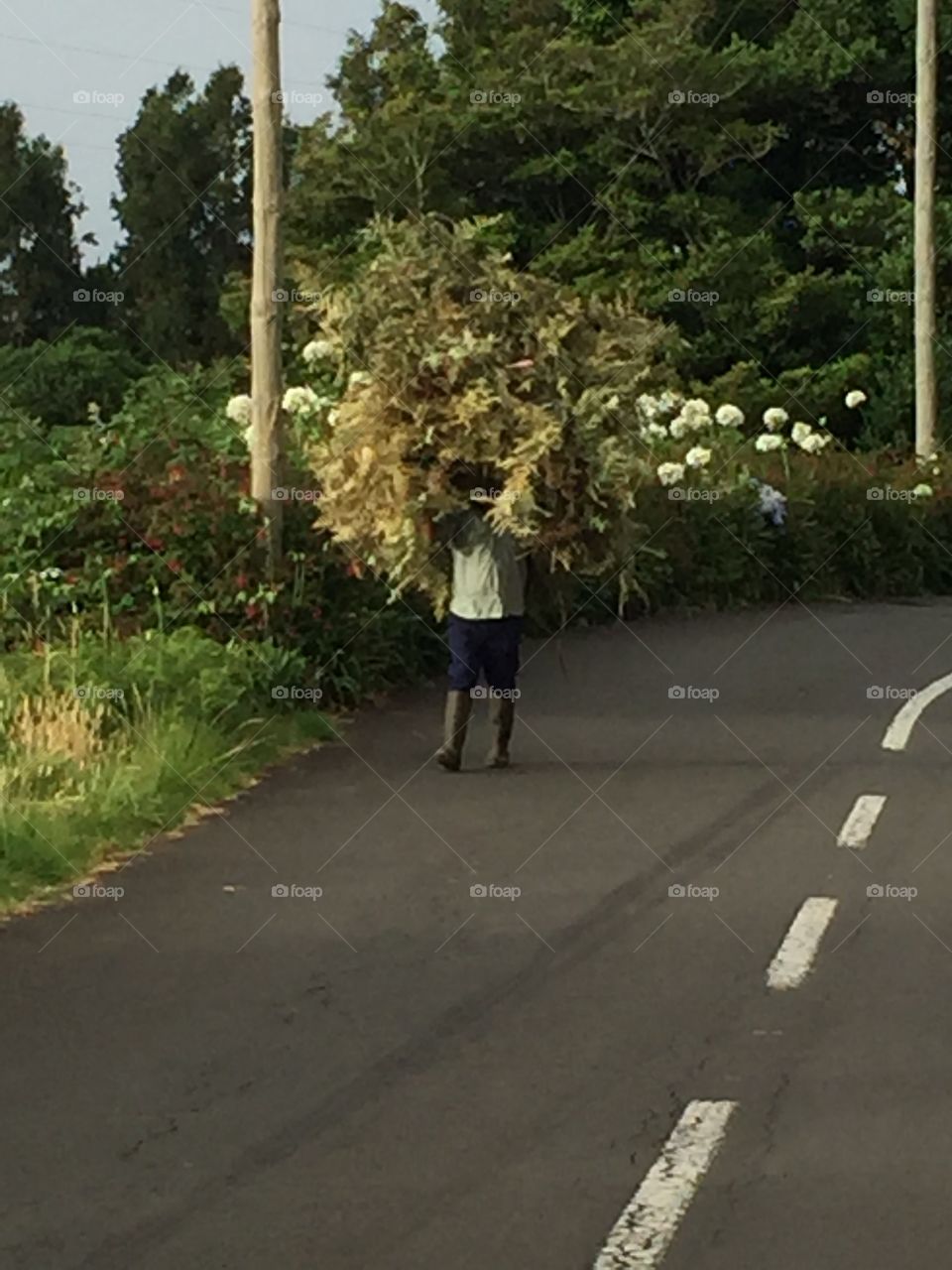 A man carrying ferns on his back