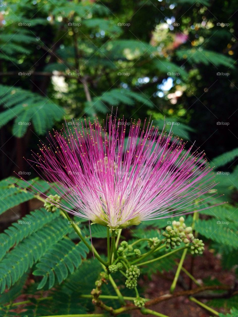 Mimosa Flower