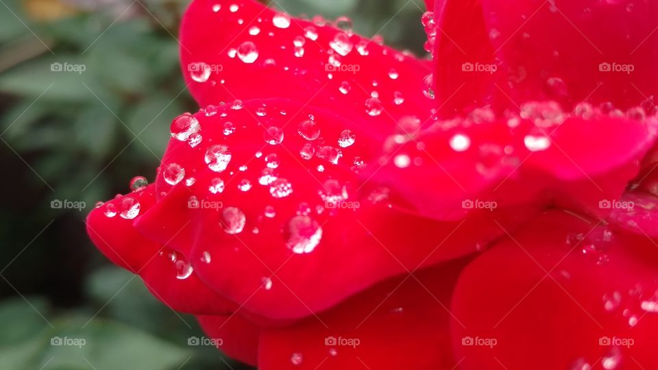Nature, No Person, Dew, Summer, Flower