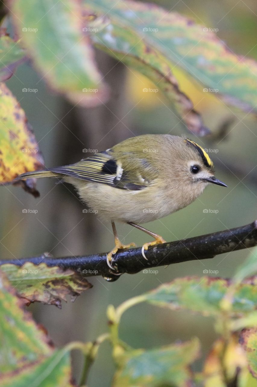 Goldcrest 