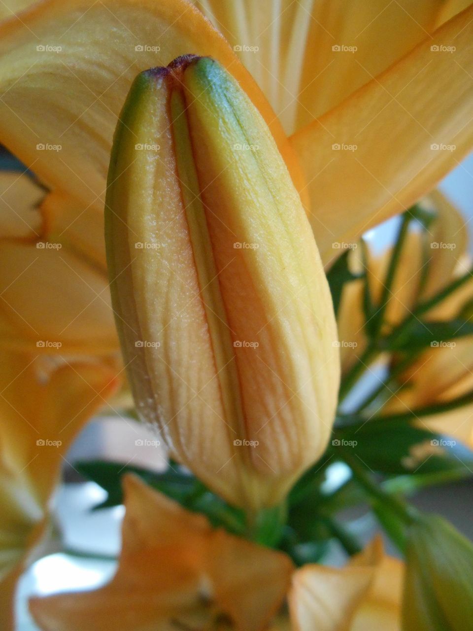 orange flowers