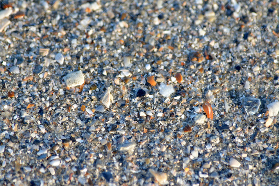 Crushed Seashells