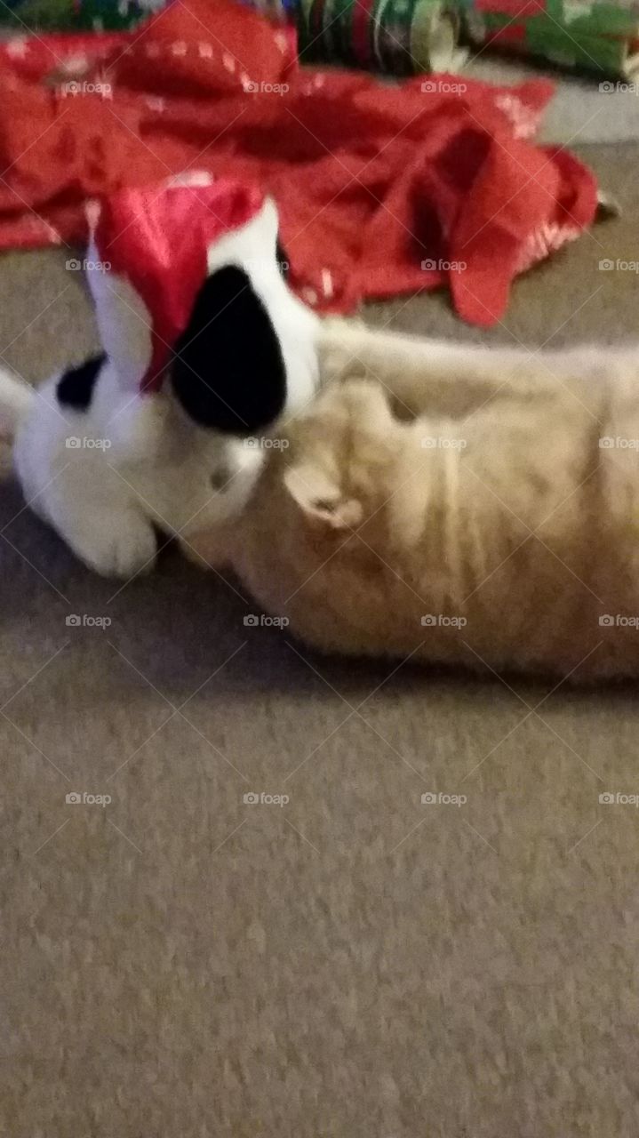 Moose, my cat, got a puppy for Christmas!