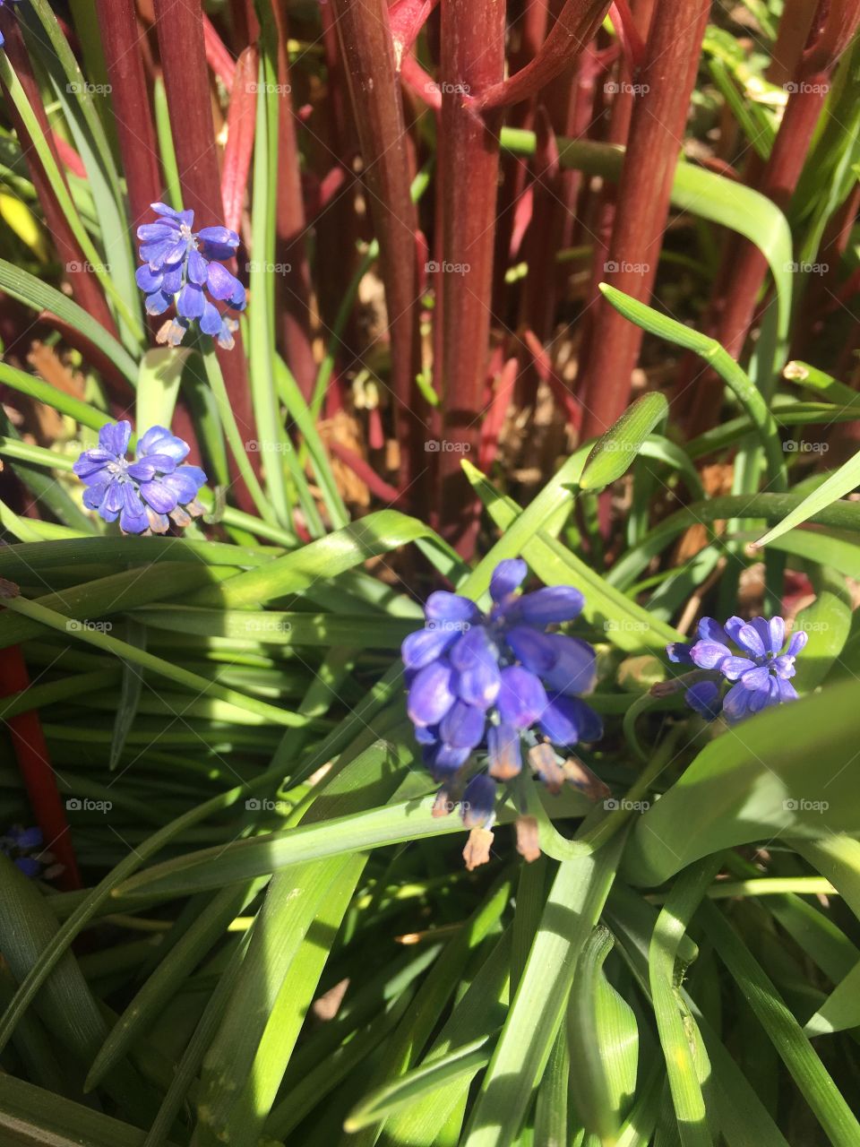 Pretty flowers outside 