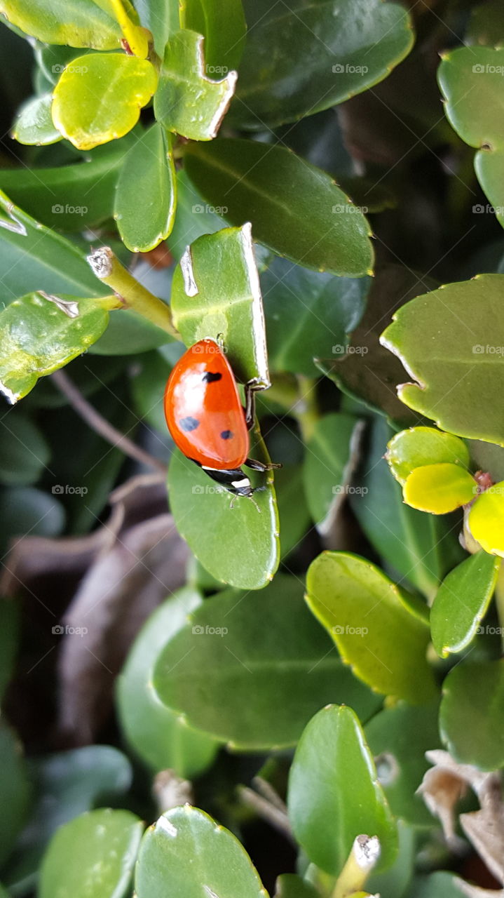 ladybug