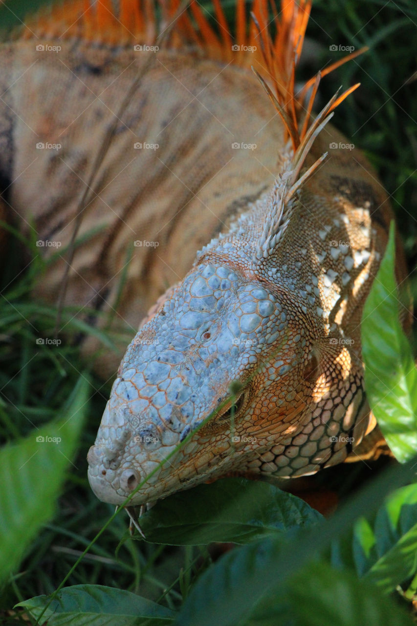 Florida iguana 