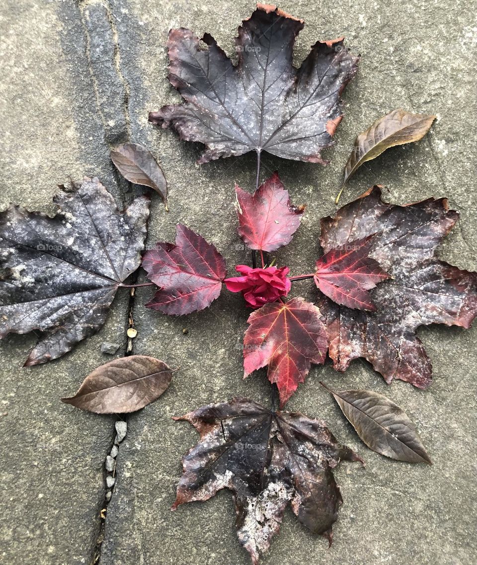 Leaf morning altar 