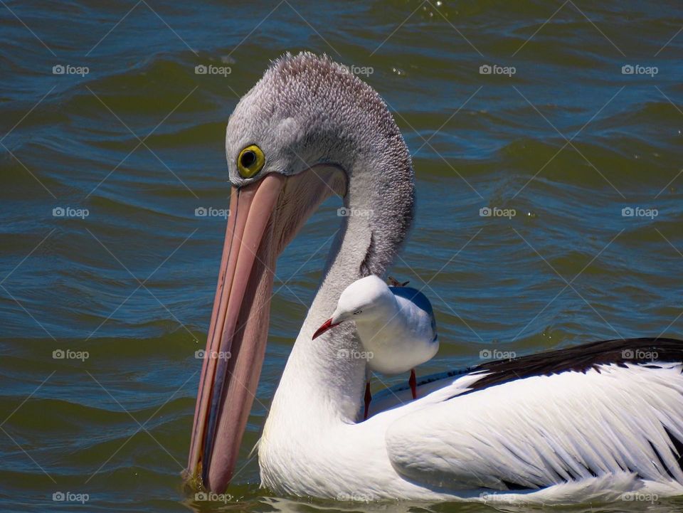 Seagull on a pelicans back