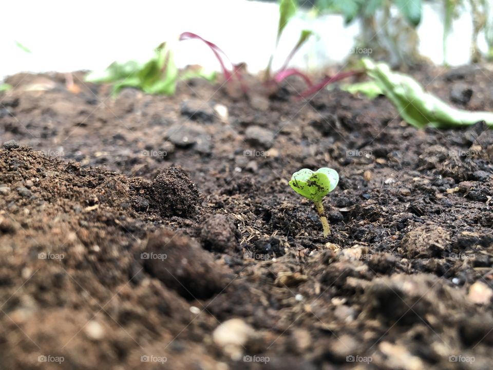 In the middle of the garden in my backyard, a small seed decided to hatch, and soon it will be another beautiful plant there. 