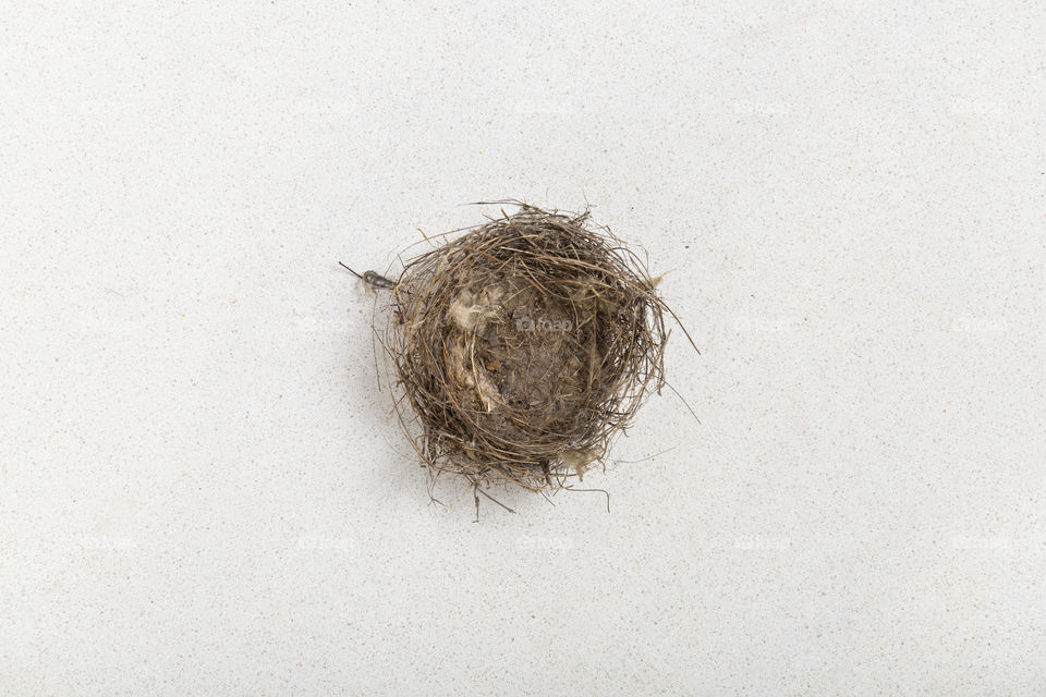 bird nest on white base, minimal concept