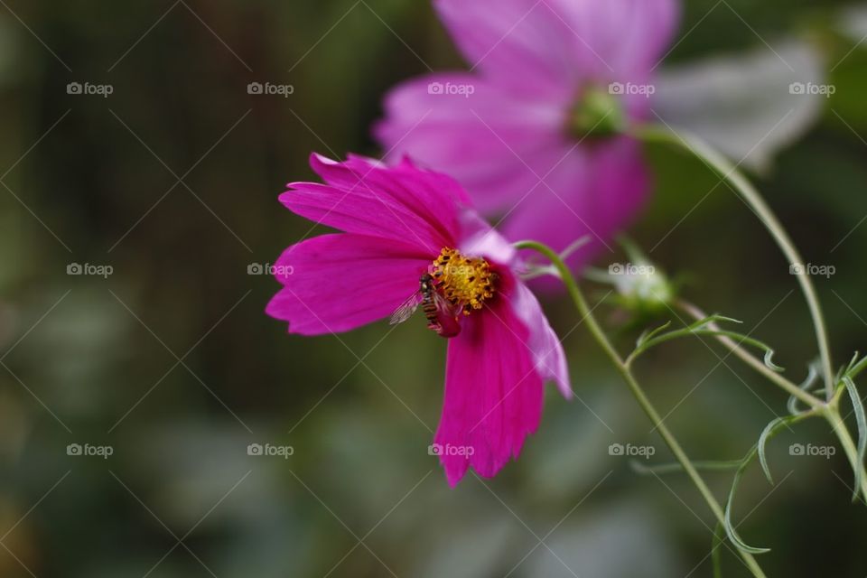 Garden flowers