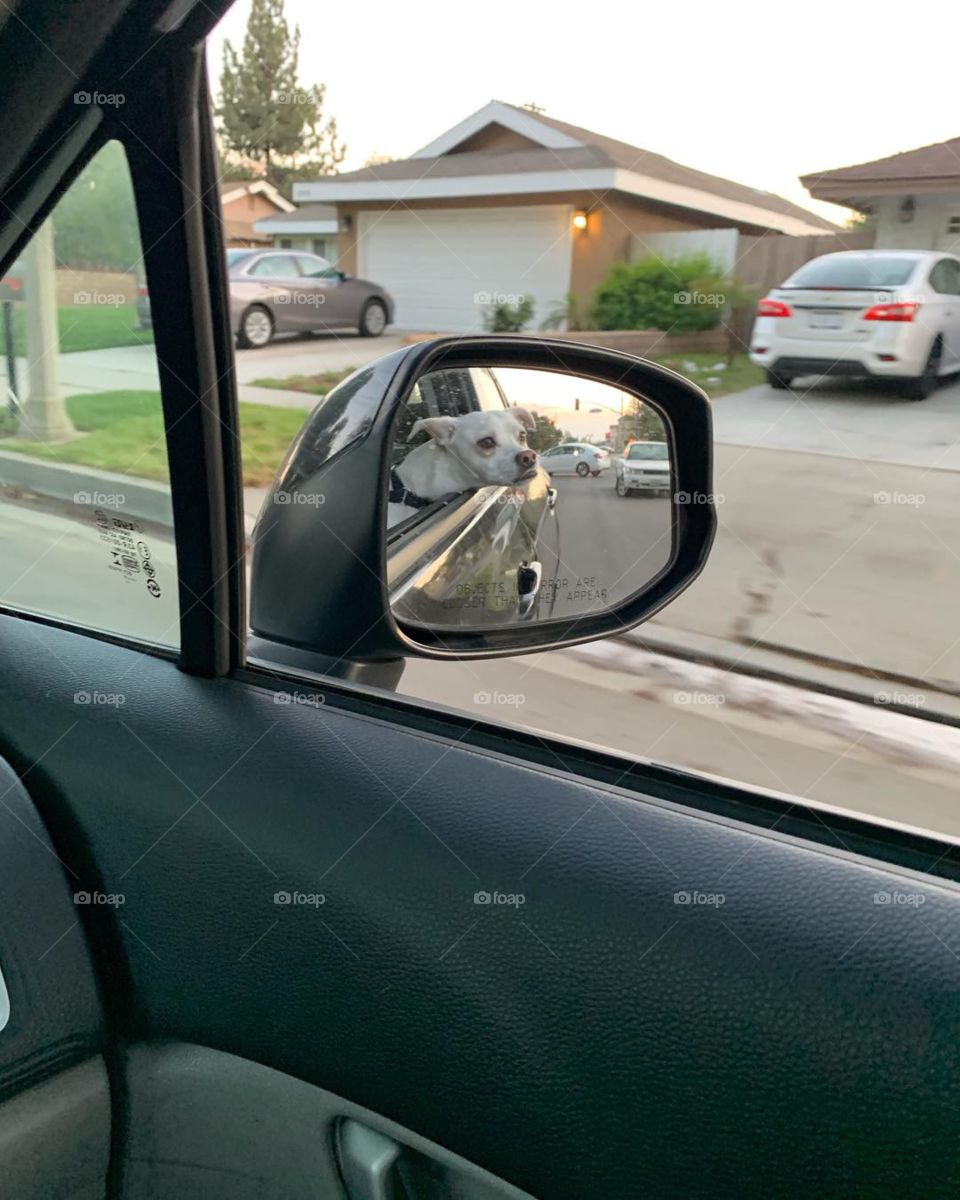 Dog looking outside window of car circa April 2019