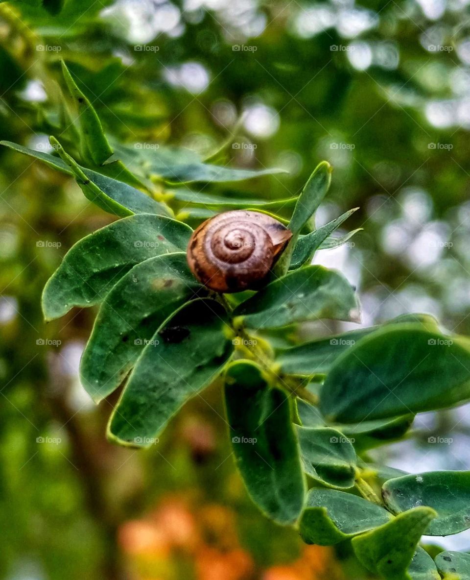 snail photo