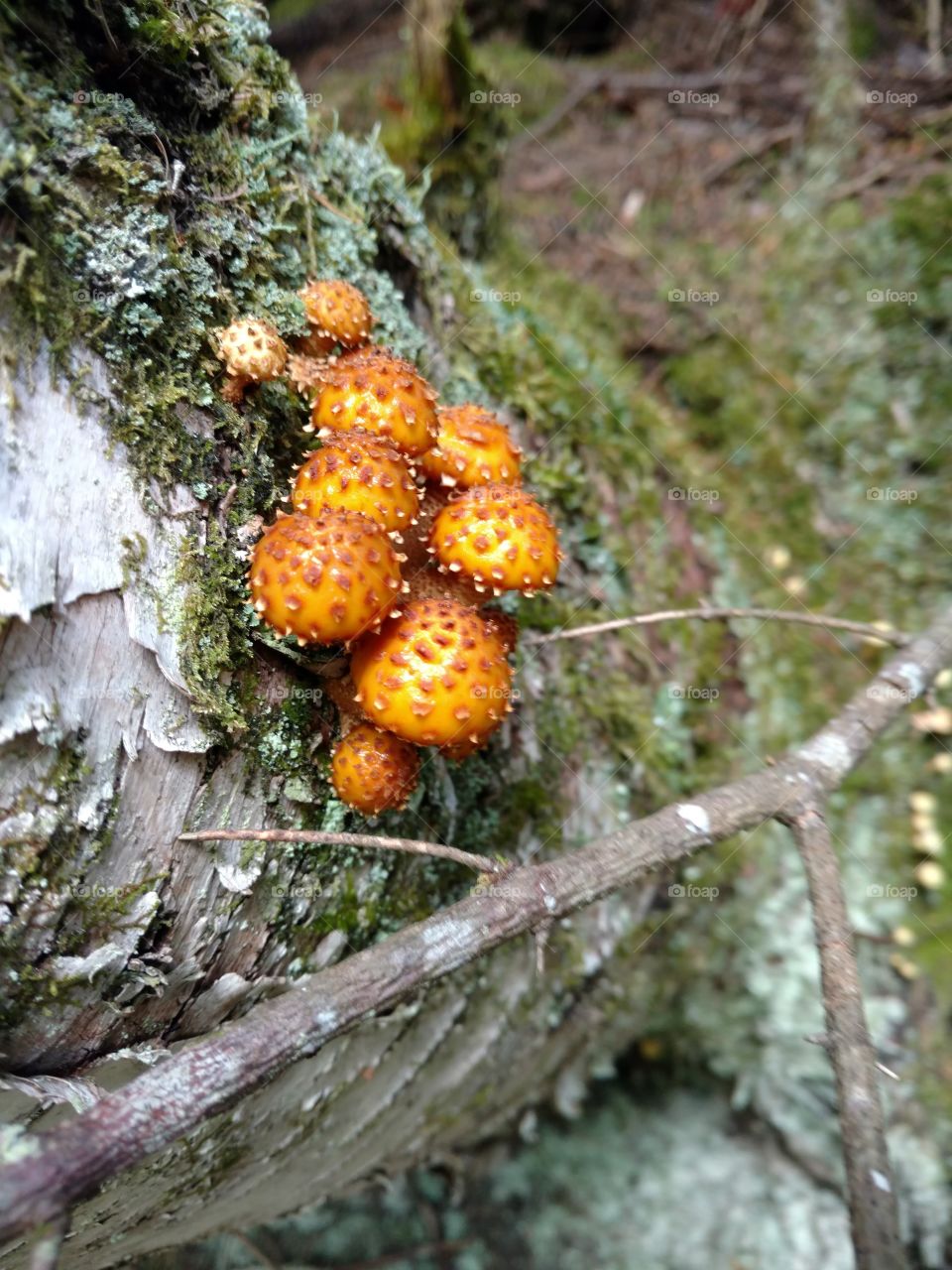 strange mushroom bark on tree