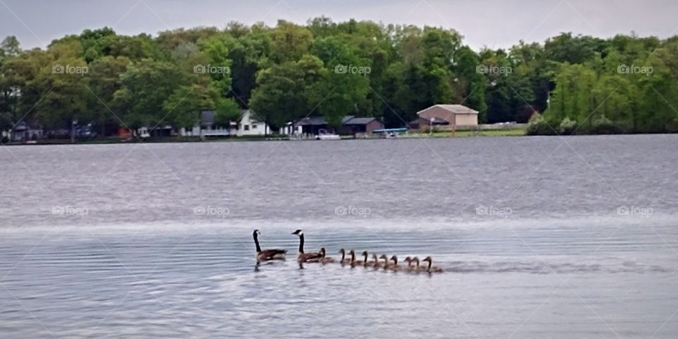 Family of geese