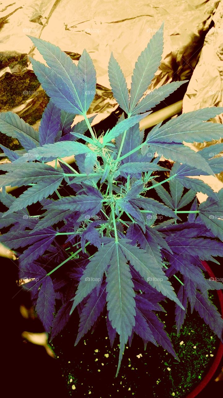 Or this coloration! 😍