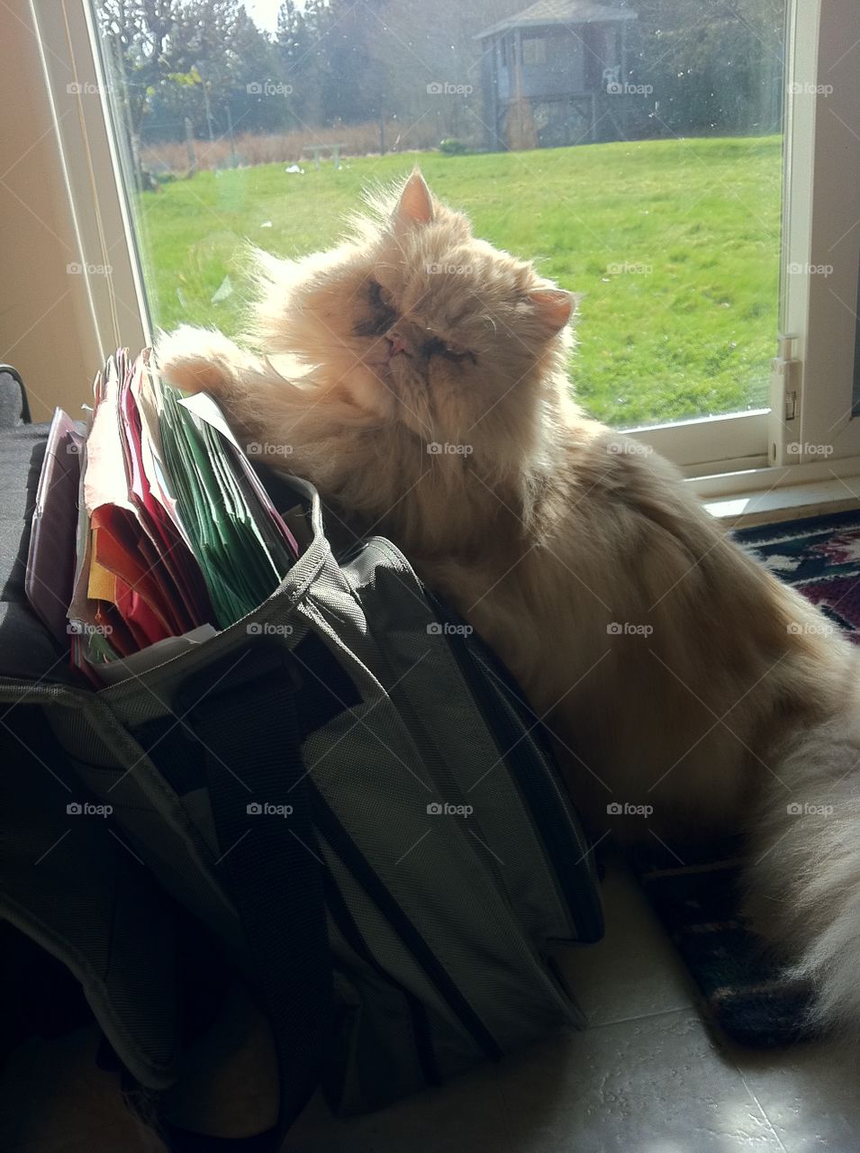 My loveable old Persian boy often liked to oversee my weekend work and would constantly remain nearby to ensure that I completed all needed tasks. On this day the sun had been shining through the window, warming my briefcase. He apparently sensed the warmth and was content to half lean and half curl up against the side, while gripping the top to keep himself from falling down. A lazy cat, yes! But an efficient problem solver when finding a warm spot is the mission!
