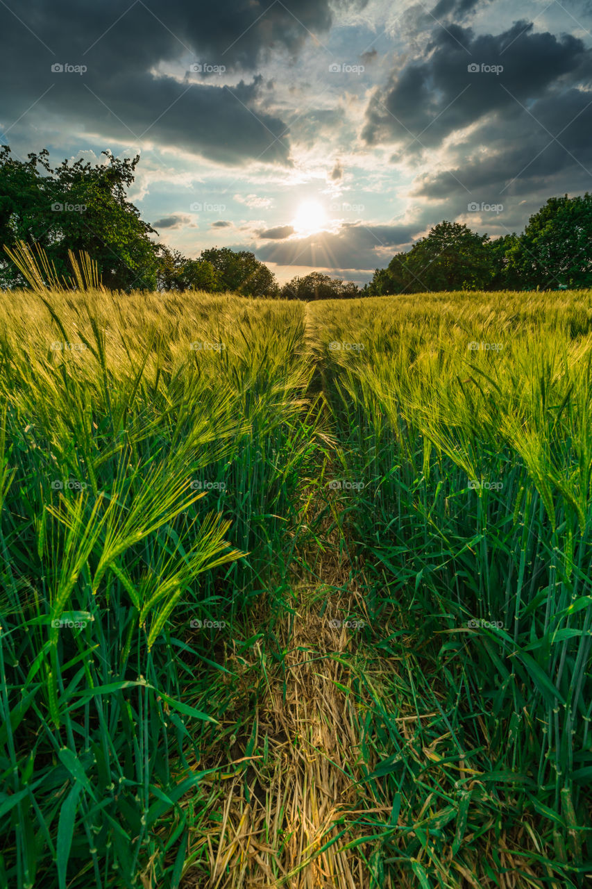 Sunset field