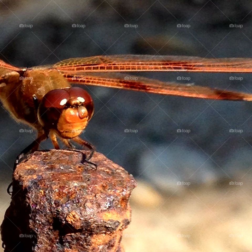 Dragonfly facing towards sunlight. it's looking for insects to eat. Closeup of this bugs face shows it's large eyes.