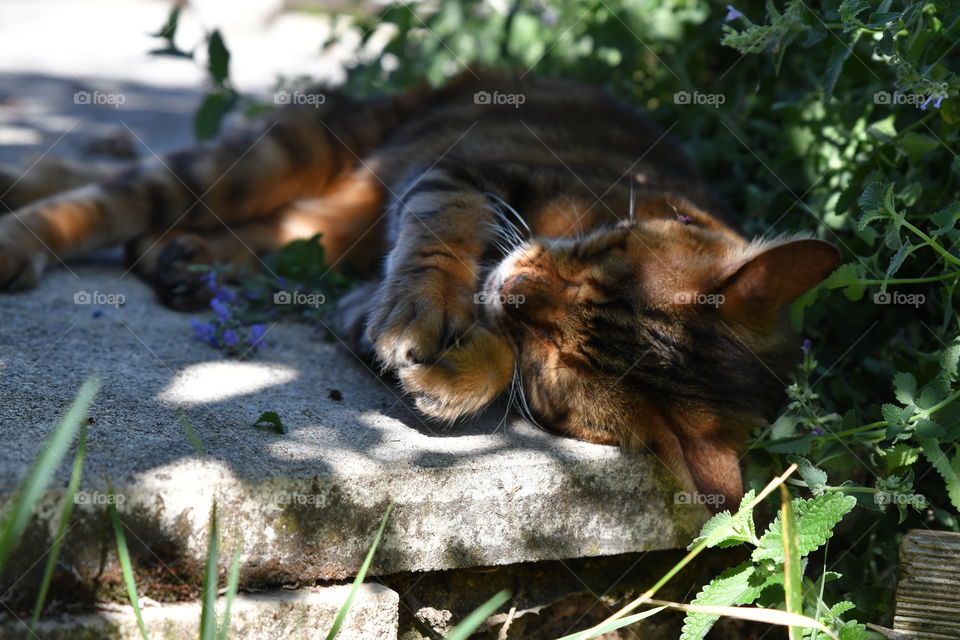 a bengal in my garden