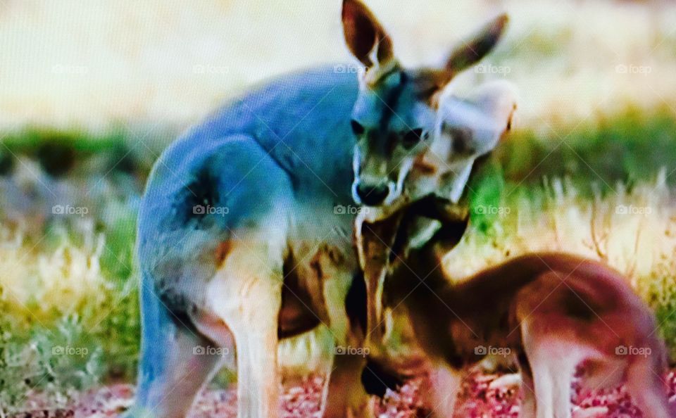 cute kangaroo. cute kangaroo
