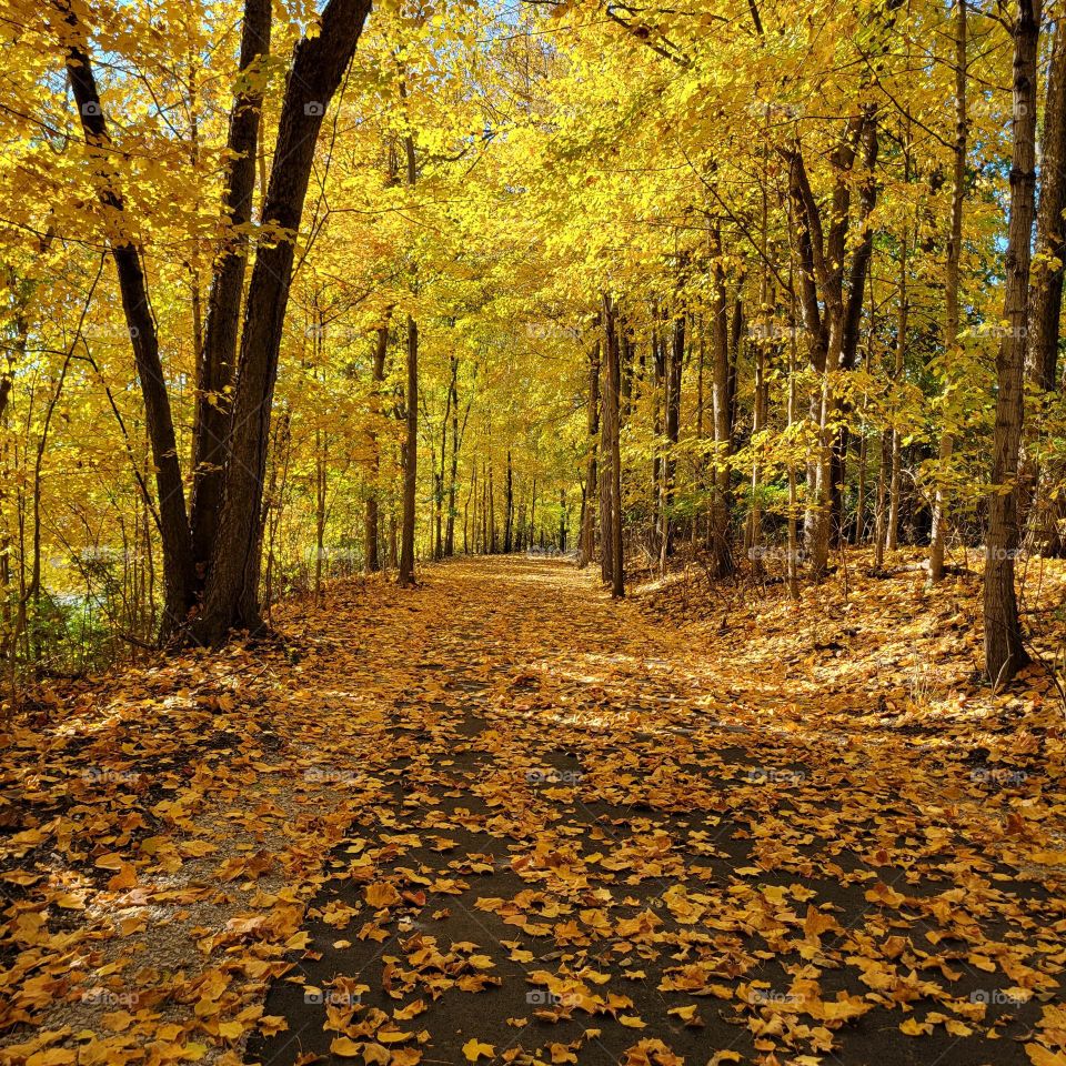 fall walk