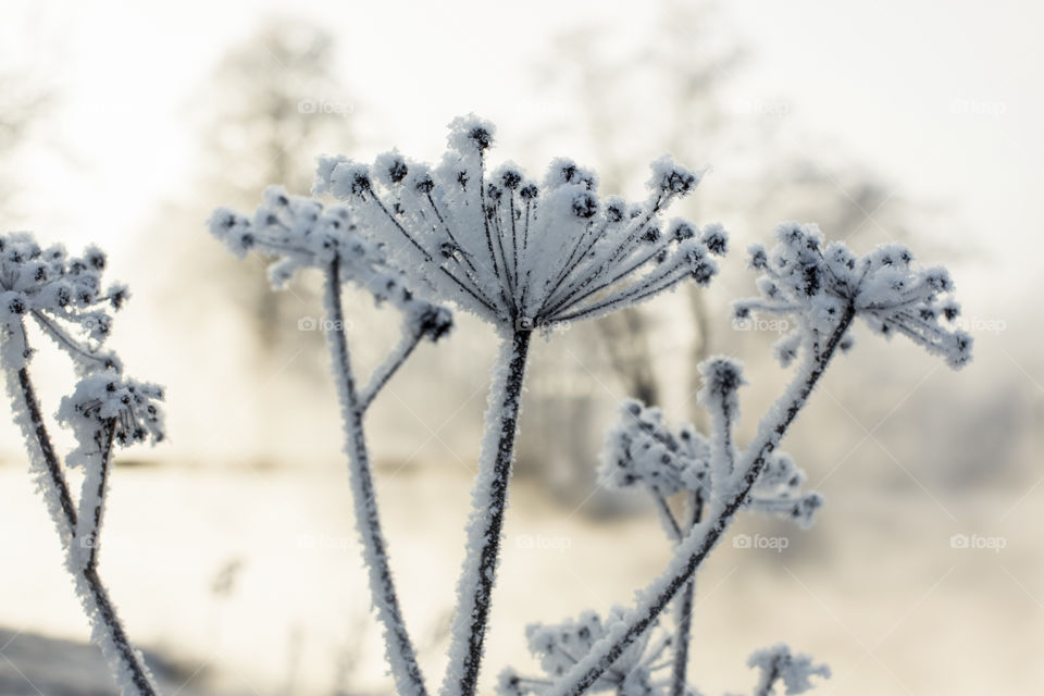 Frosted flowers