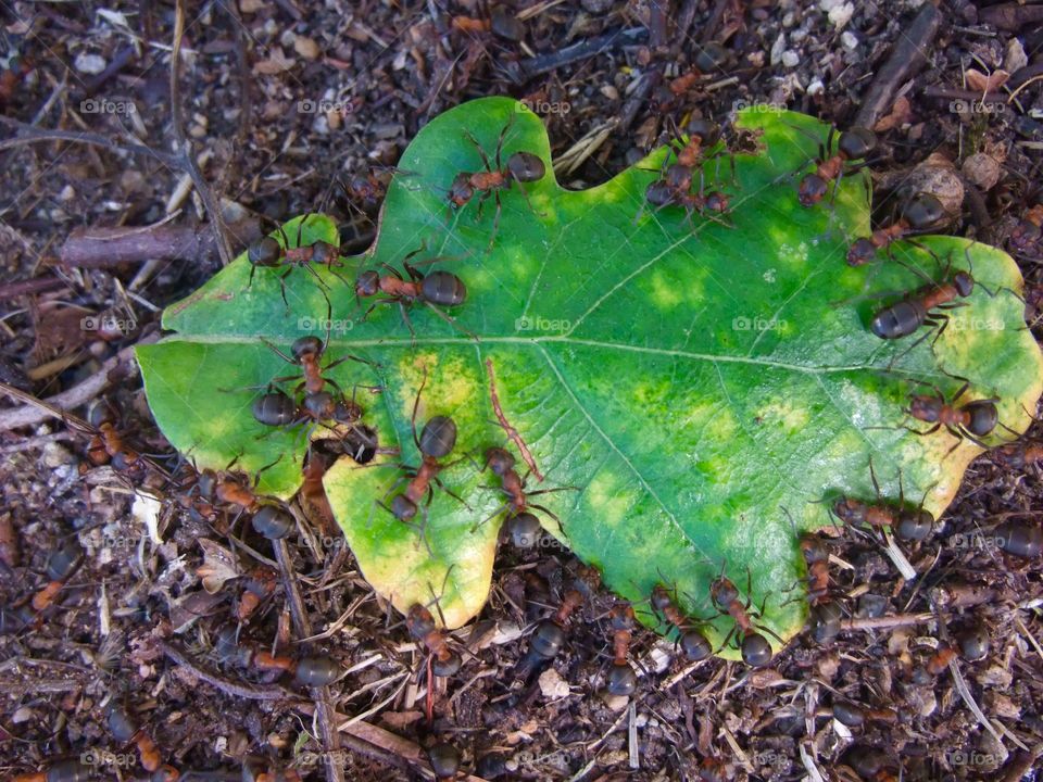 There is an ant hill close to my house. The weather has been nice so the ants have been very busy and active. I noticed that many ants makes an interesting sound.