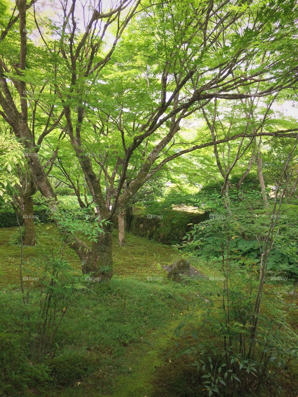 Moss Temple in Kyoto