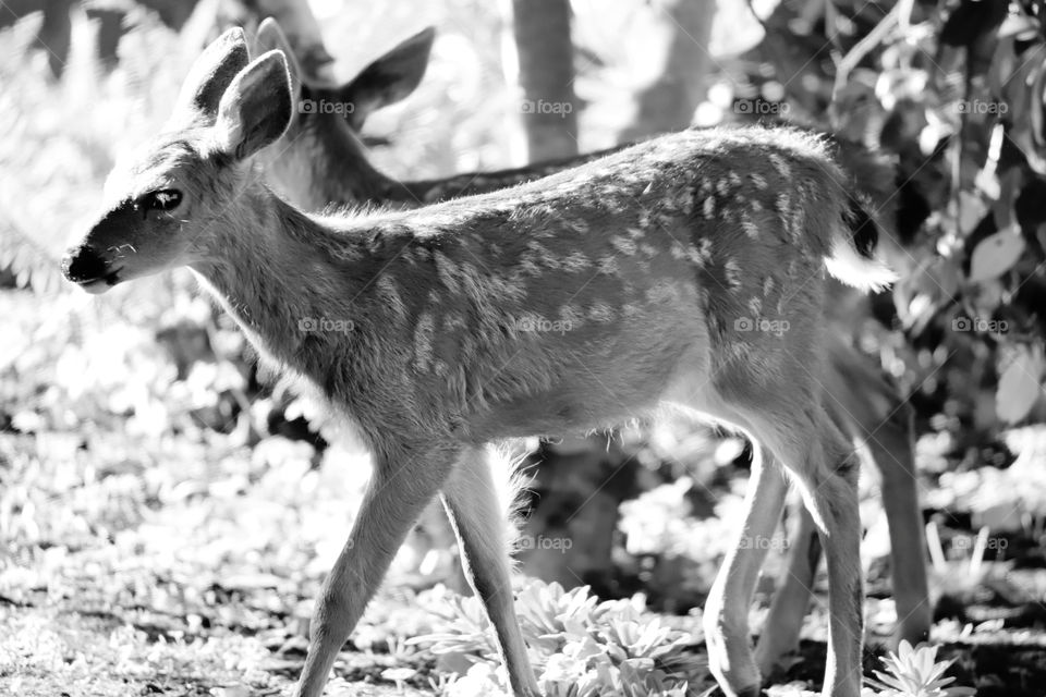 Fawns in the garden , black and white 