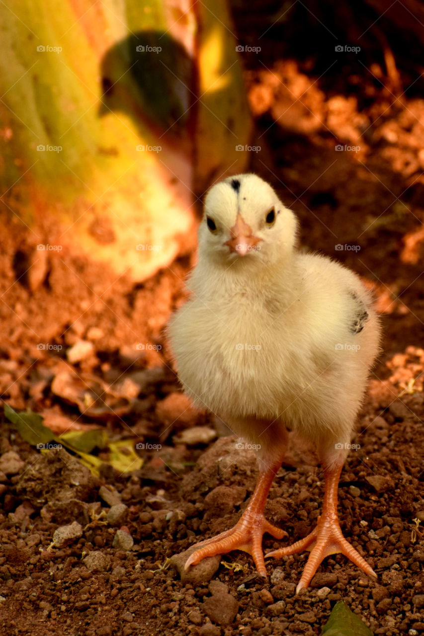 A chick is isolated and waiting for its mother.