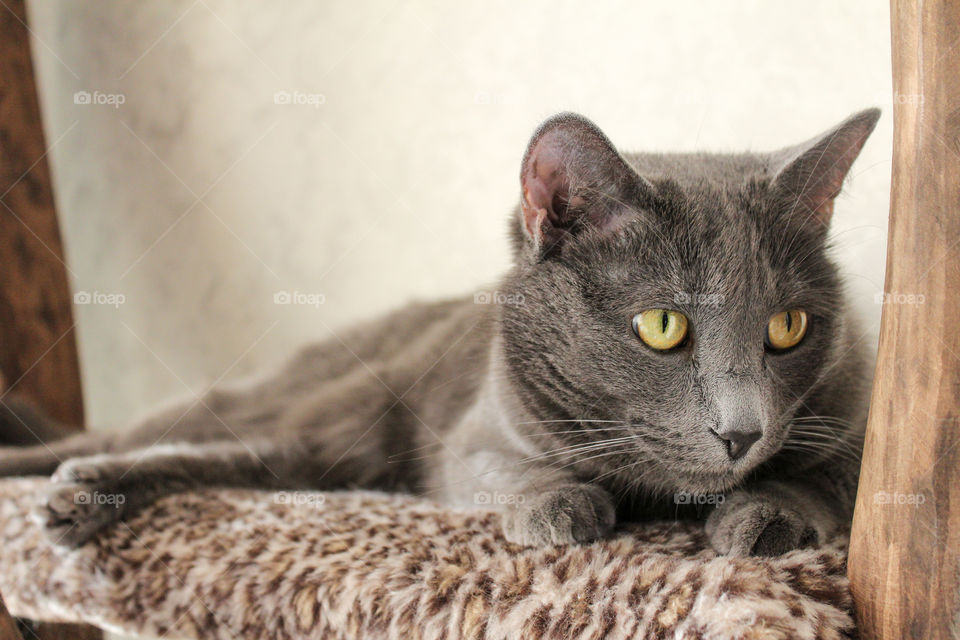 Russian blue cat on carpet