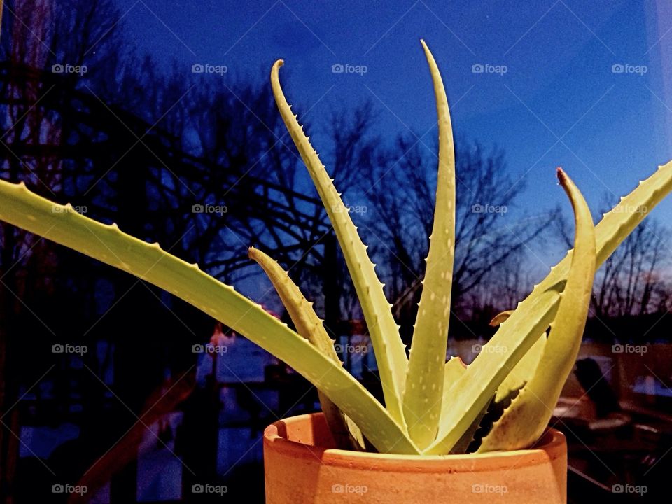 Aloe Vera 