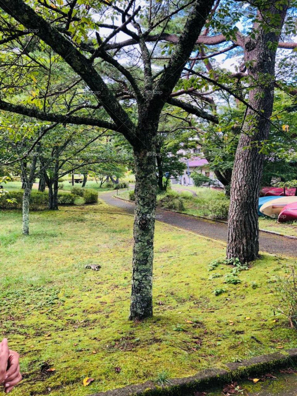 beautiful natural view of garden