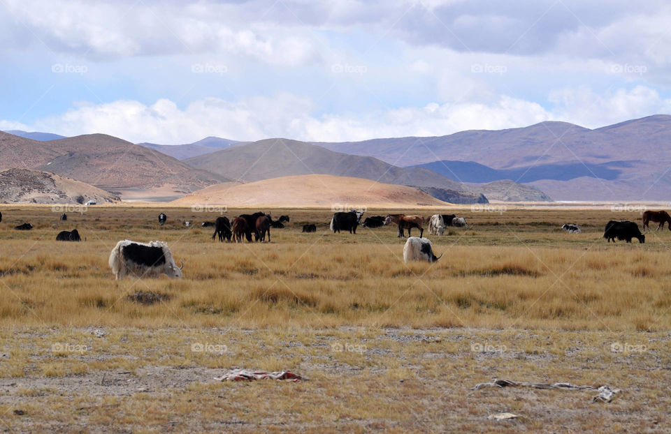 yaks in the fields