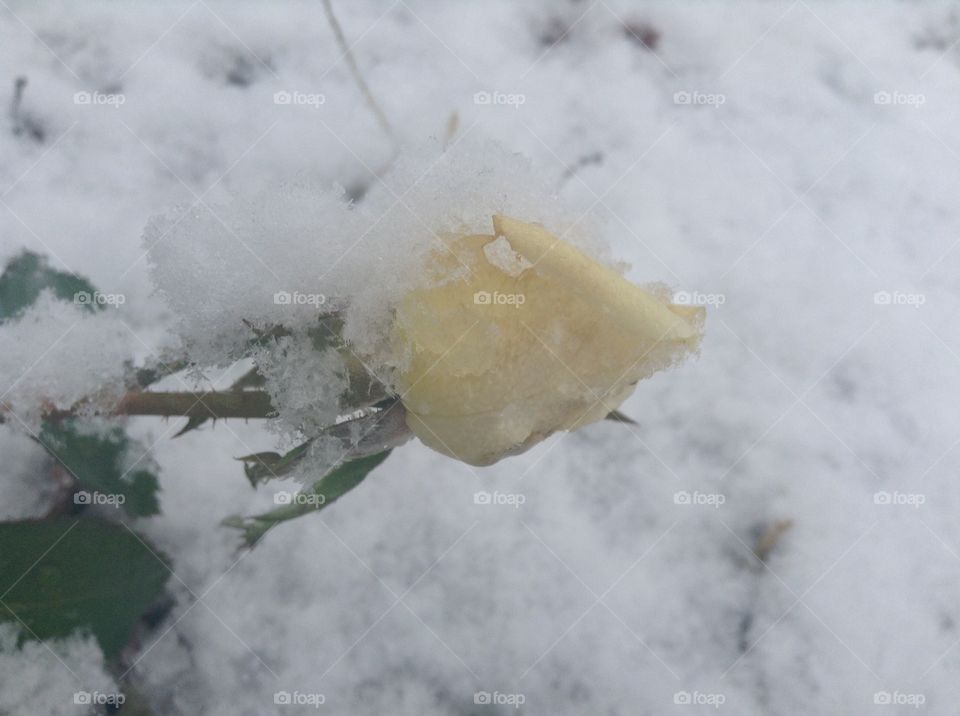 Snow rose