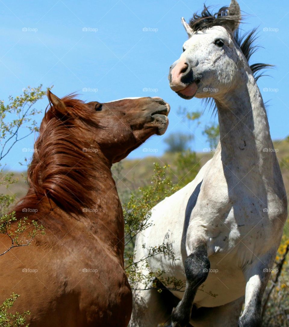 Horseplay Between Two Wild Stallions