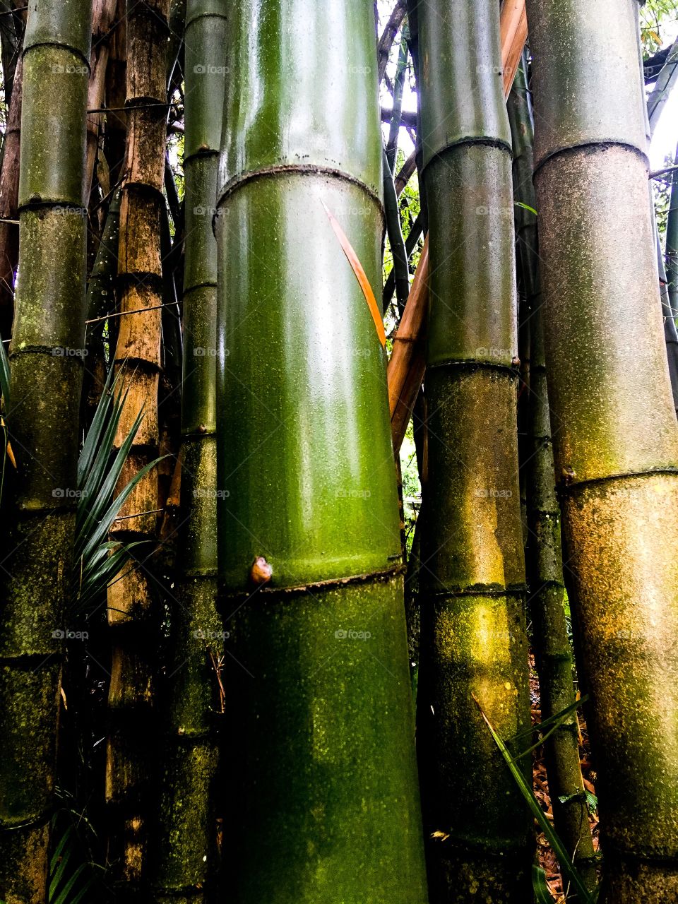 Bamboo forest in South Florida 
