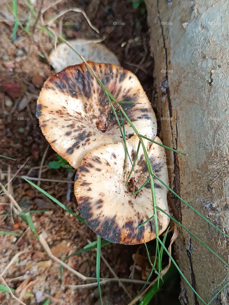 Paralepistopsis acromelalga fungus type mushroom