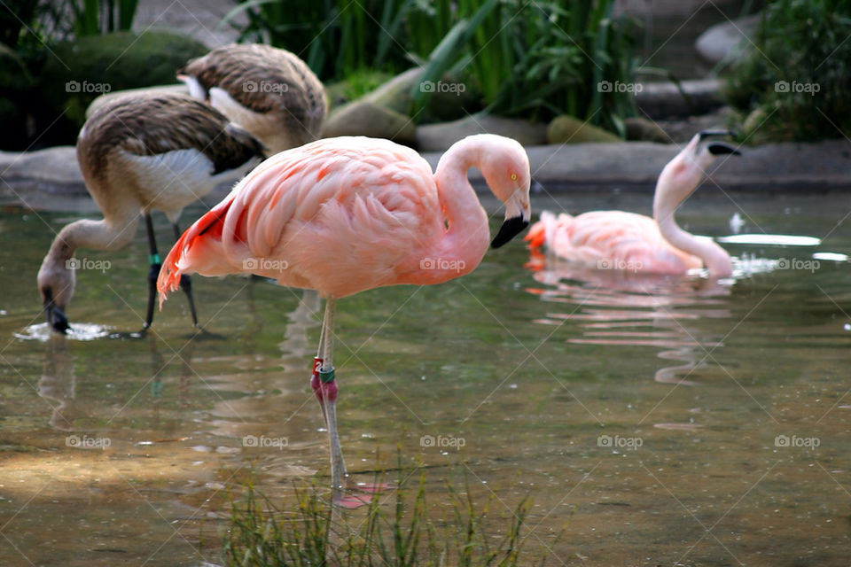 nature pink birds water by hlehnerer