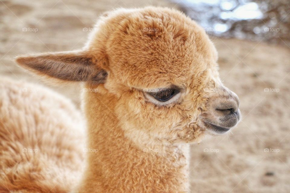 Baby alpaca