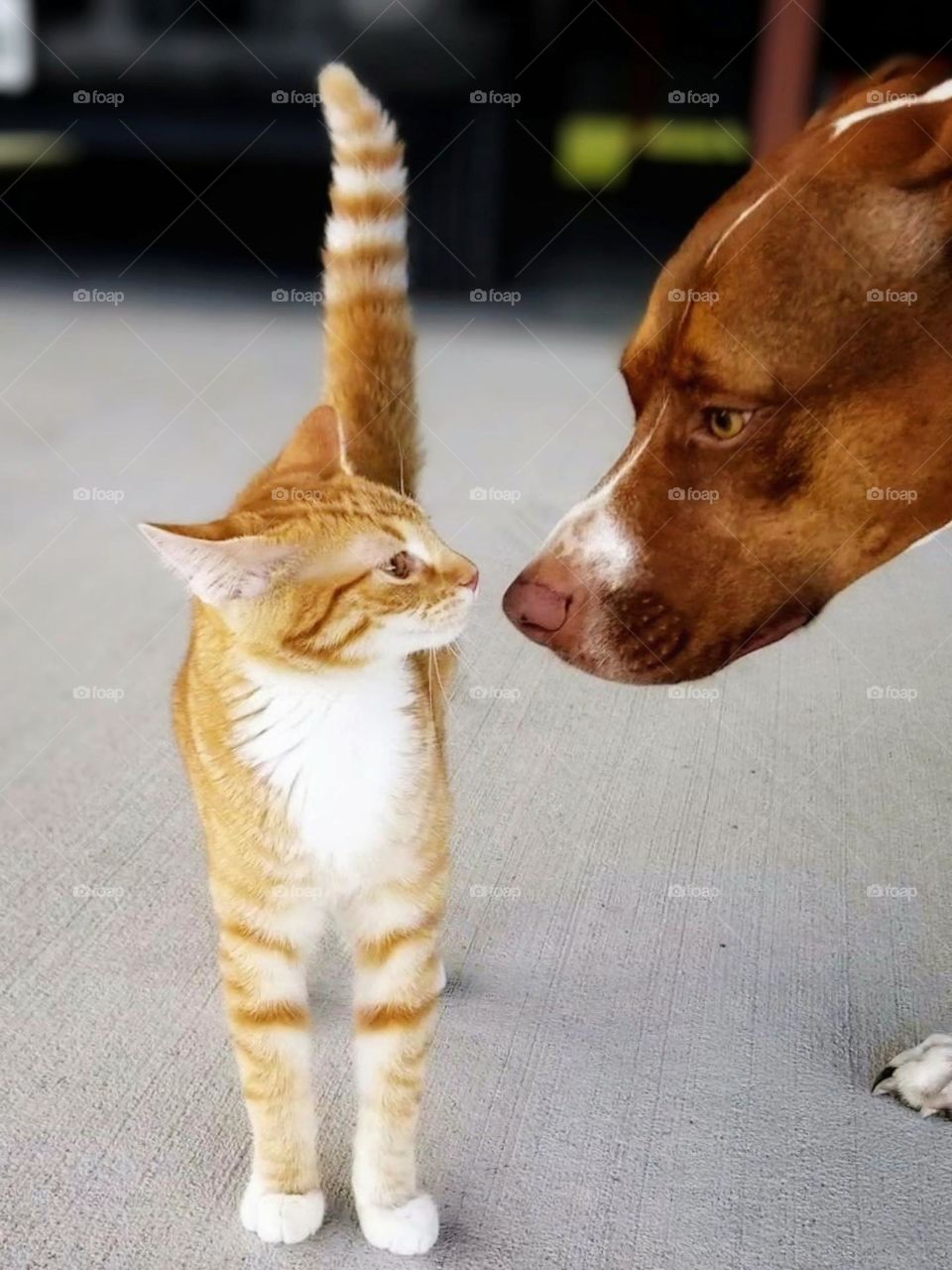 Glimmer of Sweet Moment Between a dog & Cat