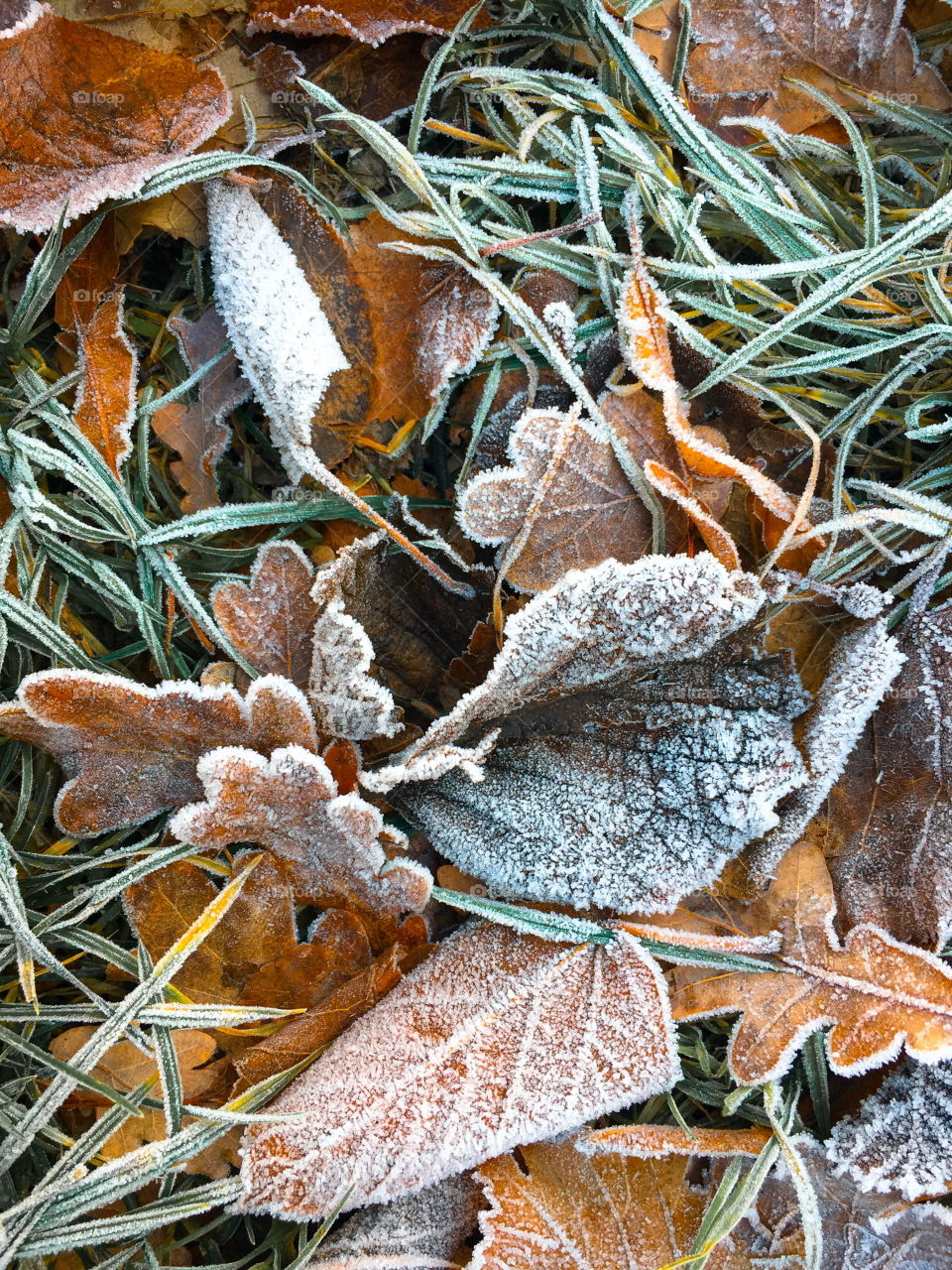 Frozen leaves 