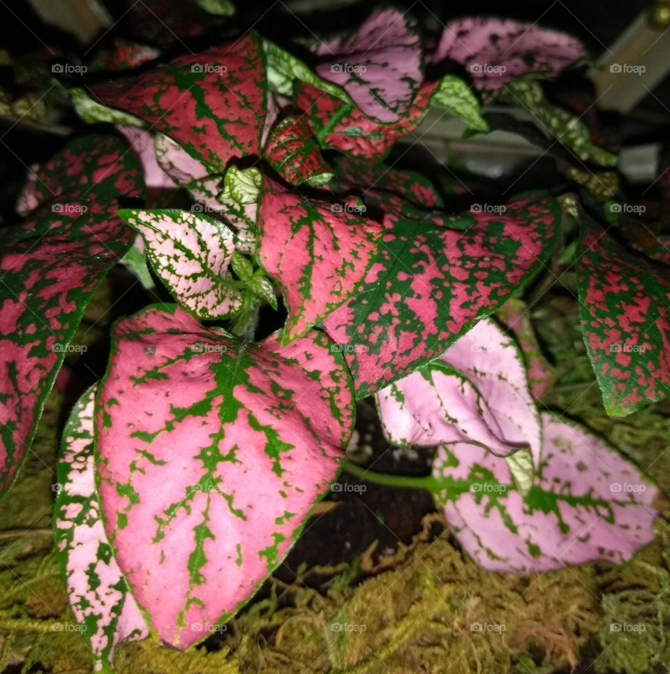Polka dot plant