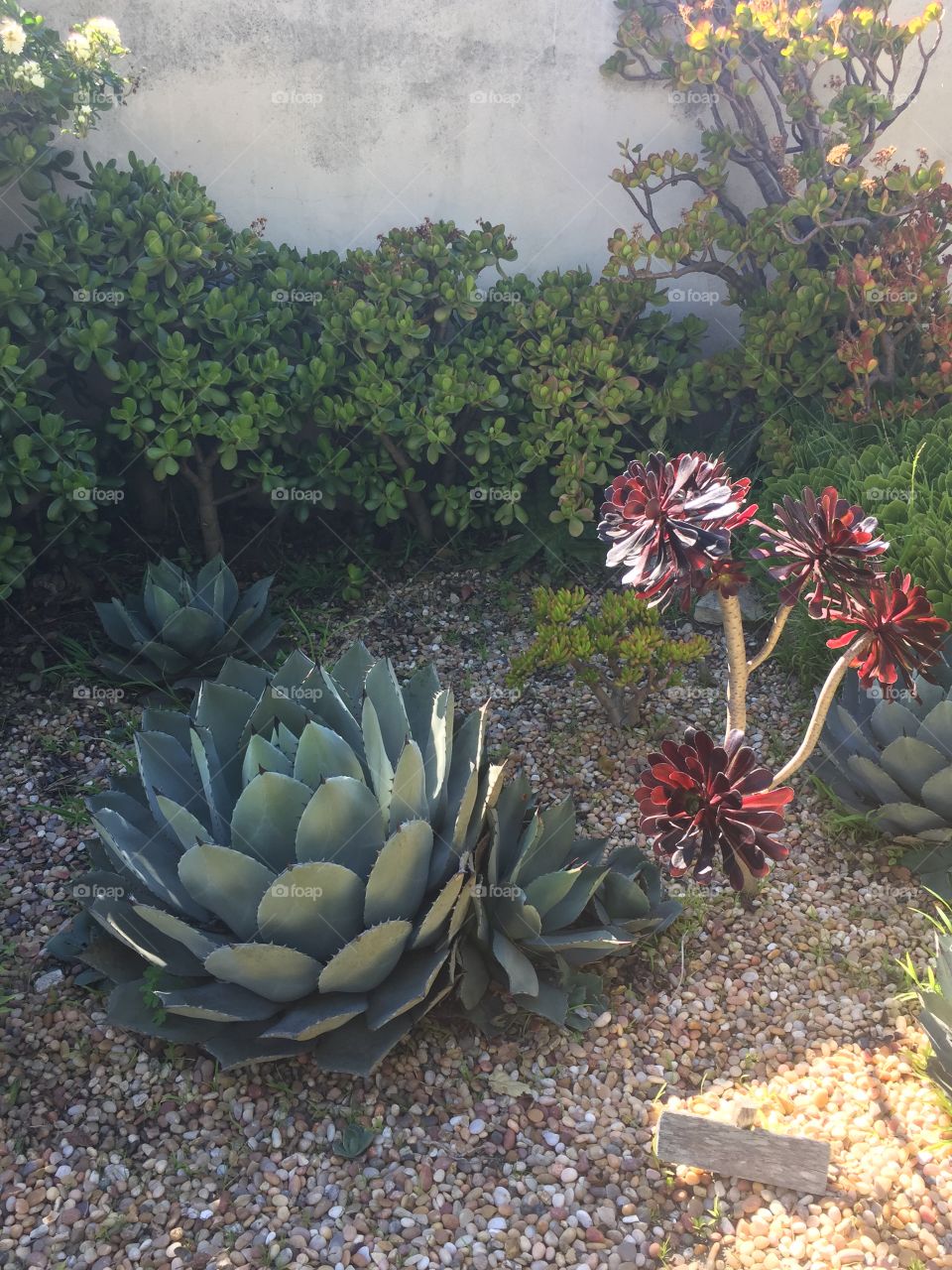 Green and red succulents 